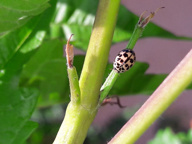 Oenopia conglobata - rózsás katica
