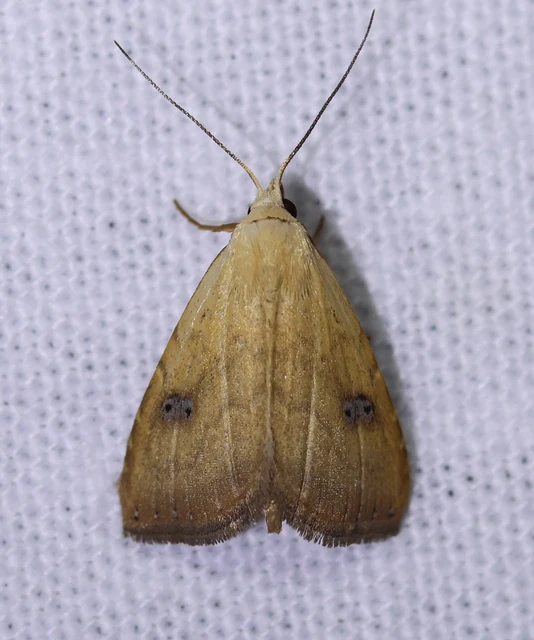 Rivula sericealis - selymes lórombagoly