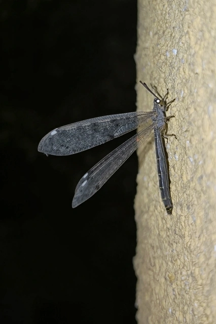 Distoleon tetragrammicus - négyfoltos hangyaleső