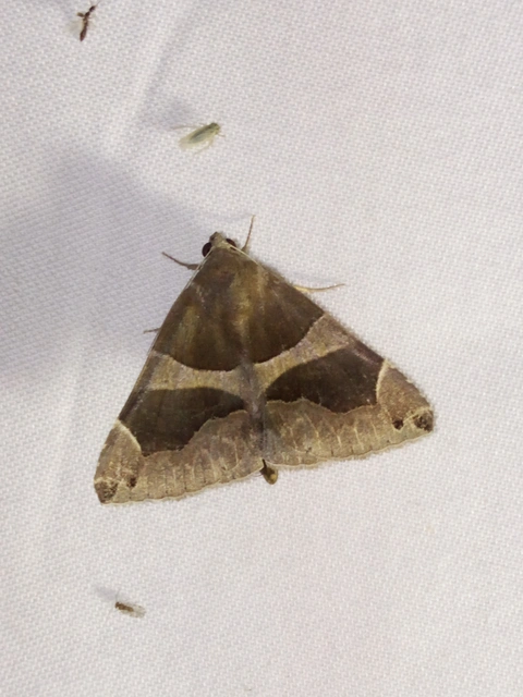 Dysgonia algira - déli porcelánbagoly