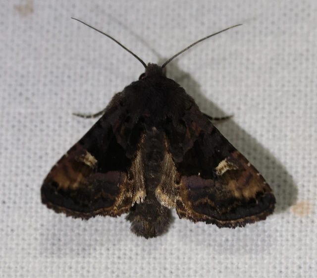 Euplexia lucipara - szeder-csipkésbagoly