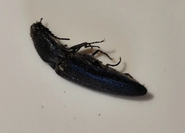 Limoniscus violaceus - kék pattanó