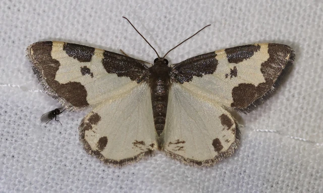 Lomaspilis marginata - szegélyes nyárfaaraszoló