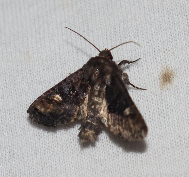 Euplexia lucipara - szeder-csipkésbagoly