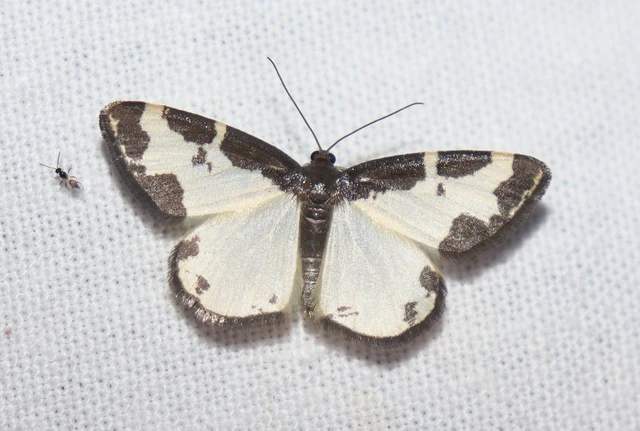 Lomaspilis marginata - szegélyes nyárfaaraszoló