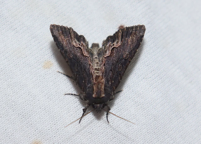 Dypterygia scabriuscula - szurokbarna nyáribagoly