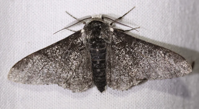 Biston betularia - szürkepettyes araszoló