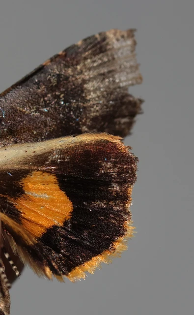 Noctua janthina - tarka sárgafűbagoly