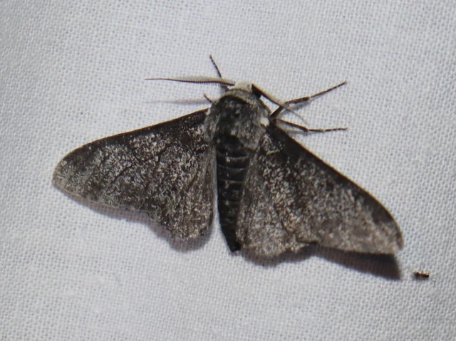 Biston betularia - szürkepettyes araszoló