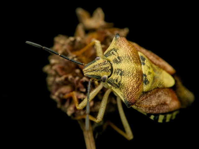 Carpocoris Carpocoris