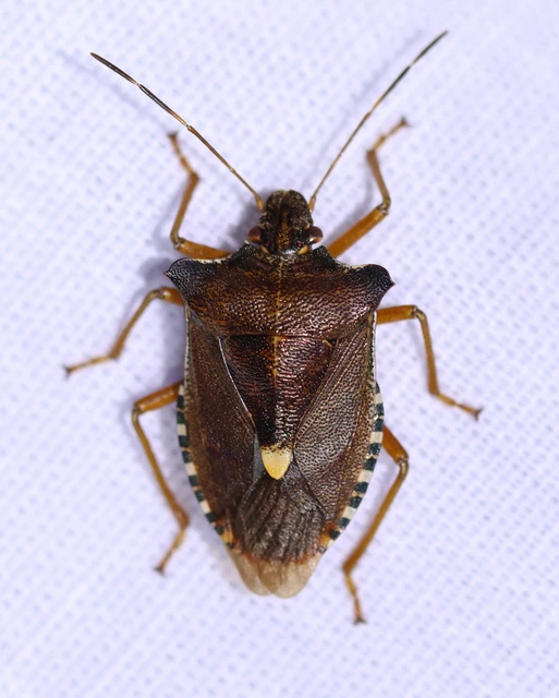 Pentatoma rufipes - vöröslábú címerespoloska Pentatoma rufipes - vöröslábú címerespoloska