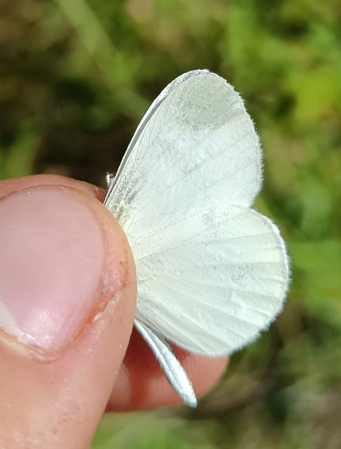 Leptidea sinapis - mustárlepke