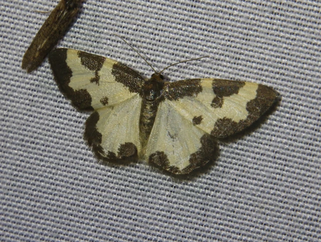 Lomaspilis marginata - szegélyes nyárfaaraszoló