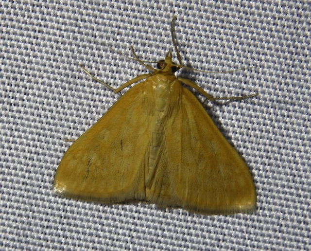 Sitochroa verticalis - világossárga dudvamoly