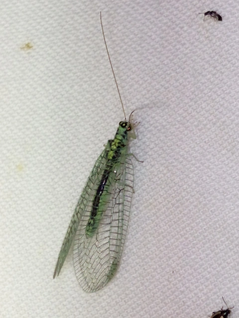 Chrysopa perla - aranyszemű fátyolka Chrysopa perla - aranyszemű fátyolka