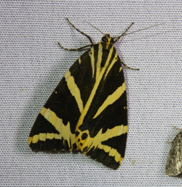 Euplagia quadripunctaria - csíkos medvelepke