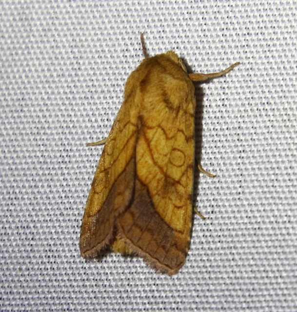 Pyrrhia umbra - iglicebagoly