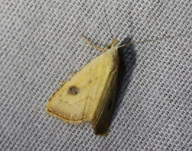Rivula sericealis - selymes lórombagoly
