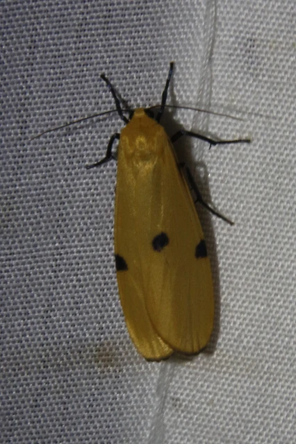 Lithosia quadra - négypettyes zuzmószövő