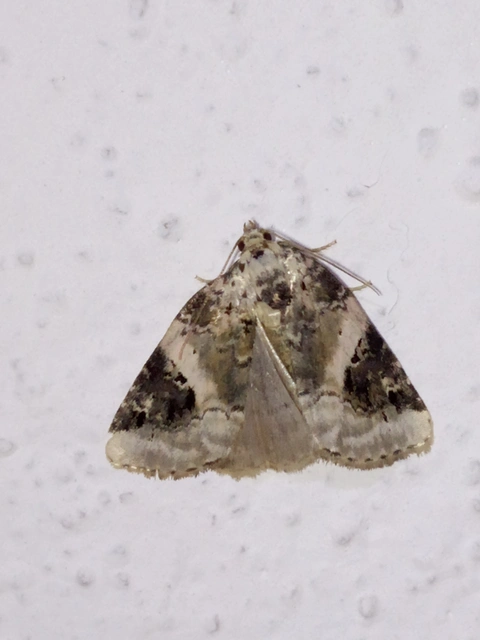 Pseudeustrotia candidula - fehéres apróbagoly