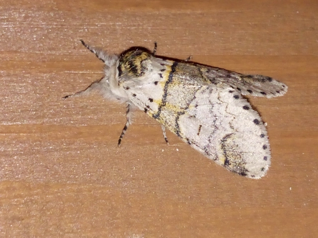 Furcula furcula - szürke púposszövő
