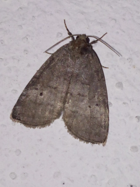 Ochropacha duplaris - égerlevél-pihésszövő