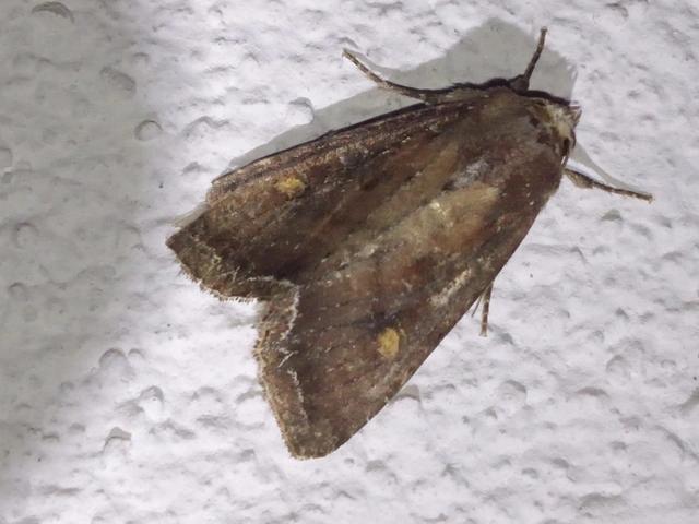 Lacanobia oleracea - saláta-kertibagoly