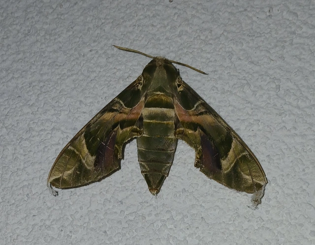 Daphnis nerii - oleanderszender