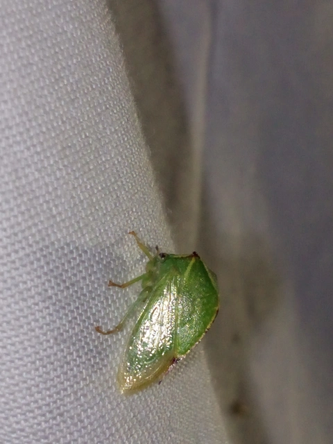 Stictocephala bisonia - bivalykabóca