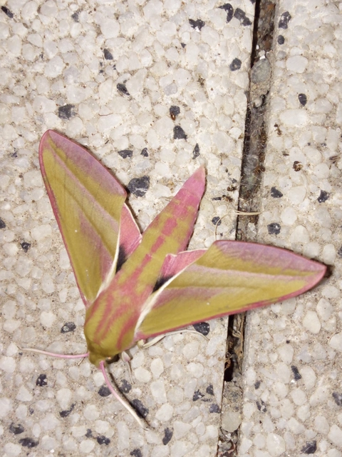 Deilephila elpenor - szőlőszender