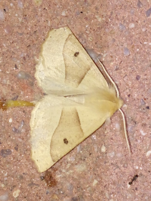 Crocallis elinguaria - sárga sávosaraszoló