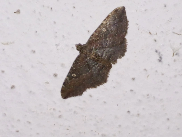 Orthonama obstipata - vándoraraszoló