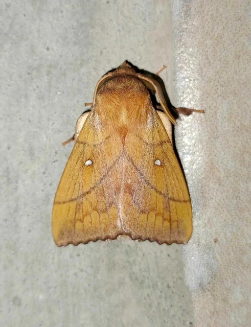 Odonestis pruni - szilvafapohók