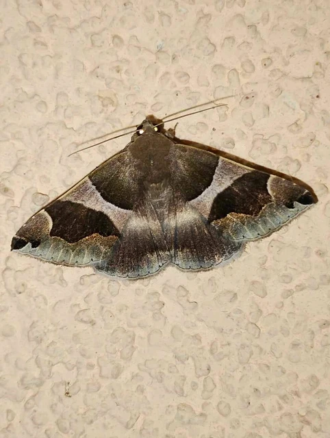 Dysgonia algira - déli porcelánbagoly