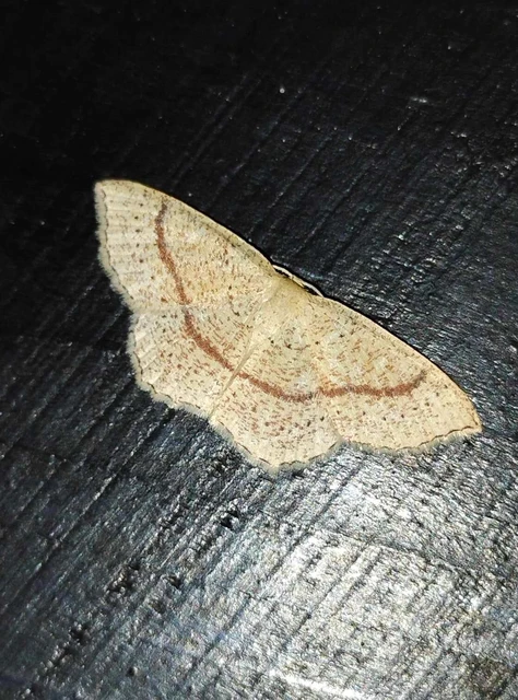Cyclophora quercimontaria - tölgy-pettyesaraszoló