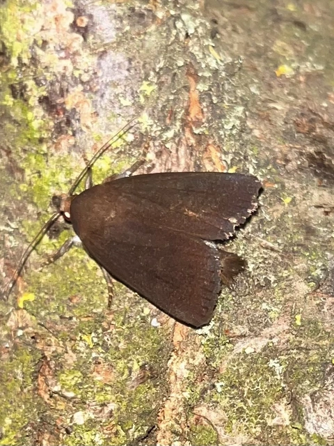 Amphipyra livida - zsírfényű bagoly