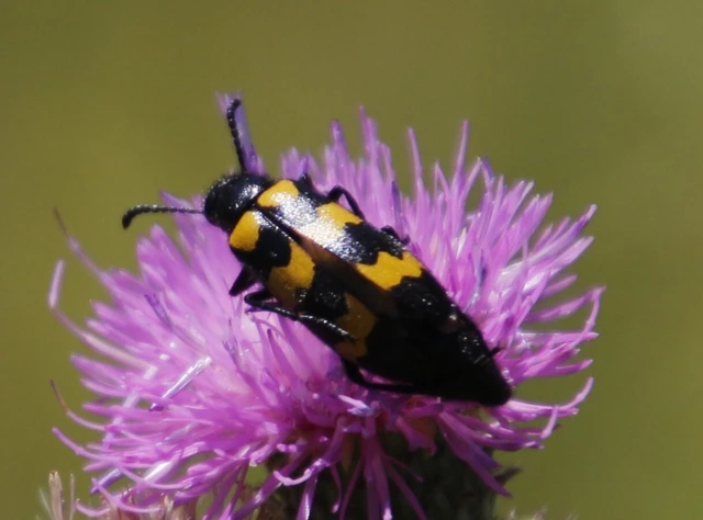 Mylabris variabilis - szalagos hólyaghúzó Mylabris variabilis - szalagos hólyaghúzó