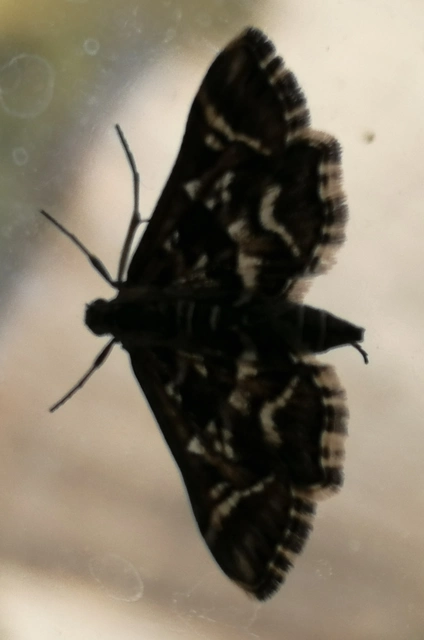 Diasemia reticularis - betűmintás tűzmoly