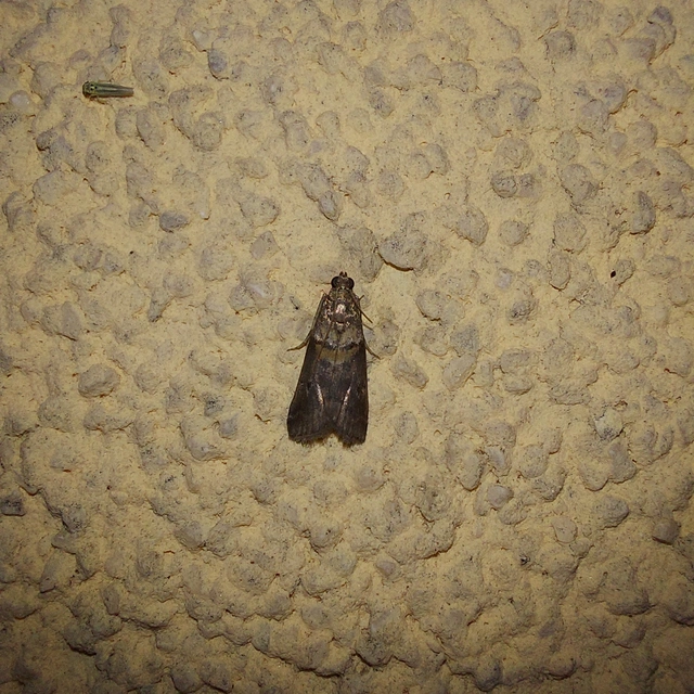 Acrobasis