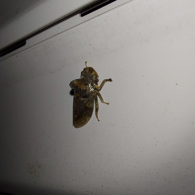 Ledra aurita - füleskabóca