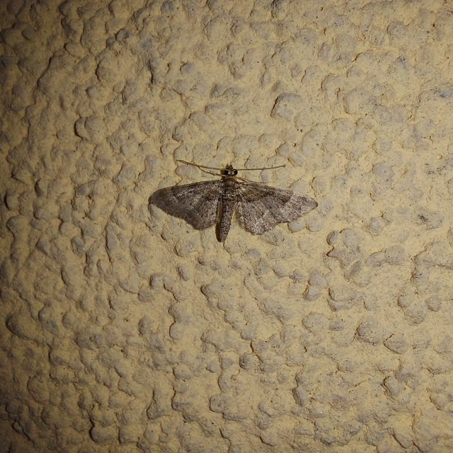 Gymnoscelis rufifasciata - vöröscsíkos törpearaszoló