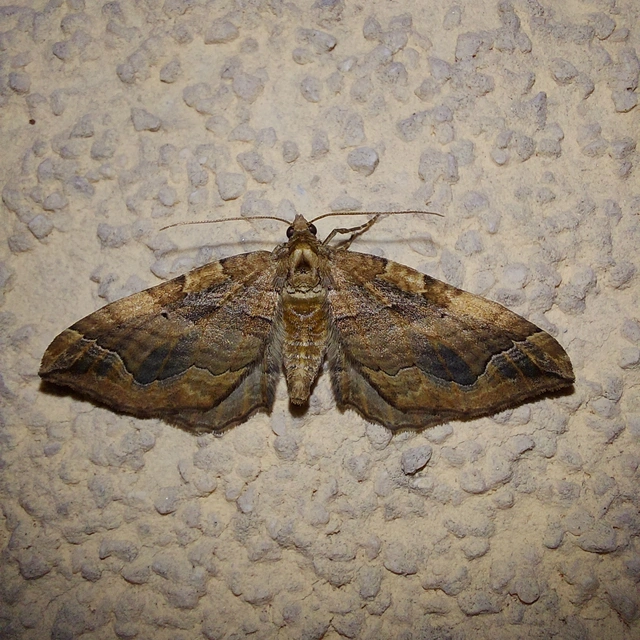 Pelurga comitata - nagy tarkaaraszoló