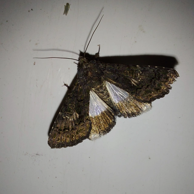 Anophia leucomelas - déli folyófűbagoly