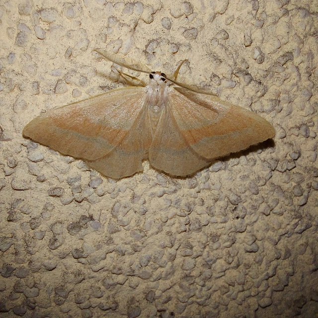 Hylaea fasciaria - erdeifenyő-sávosaraszoló