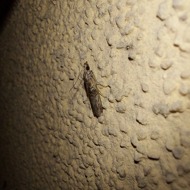 Nephopterix angustella - kecskerágó-karcsúmoly