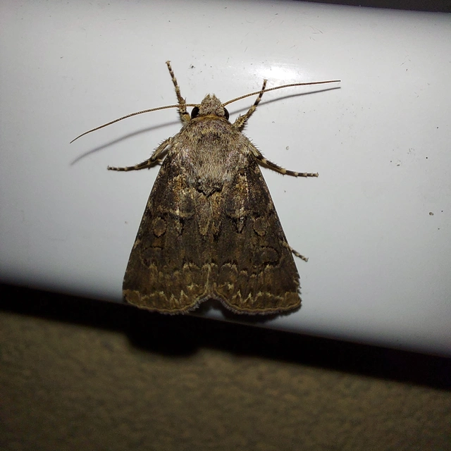 Agrotis bigramma - kétjegyű földibagoly