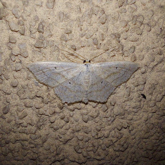 Scopula nigropunctata - feketepettyes araszoló