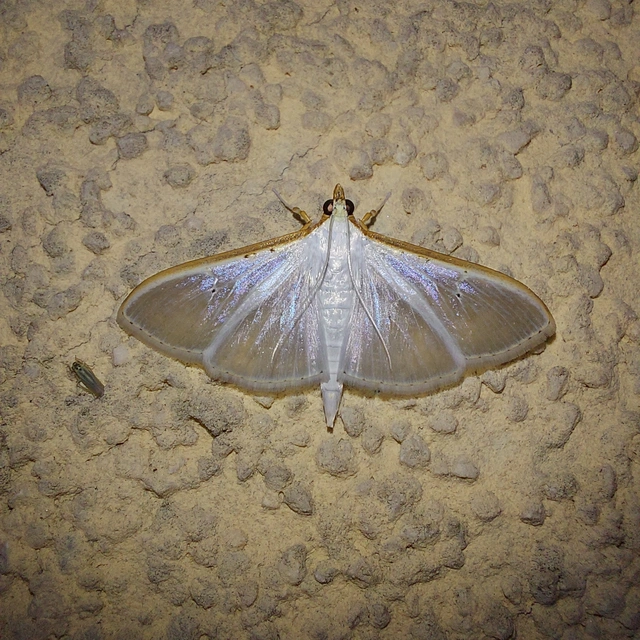 Palpita vitrealis - hófehér tűzmoly
