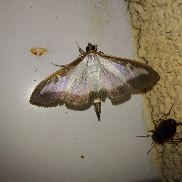 Cydalima perspectalis - puszpáng-tűzmoly