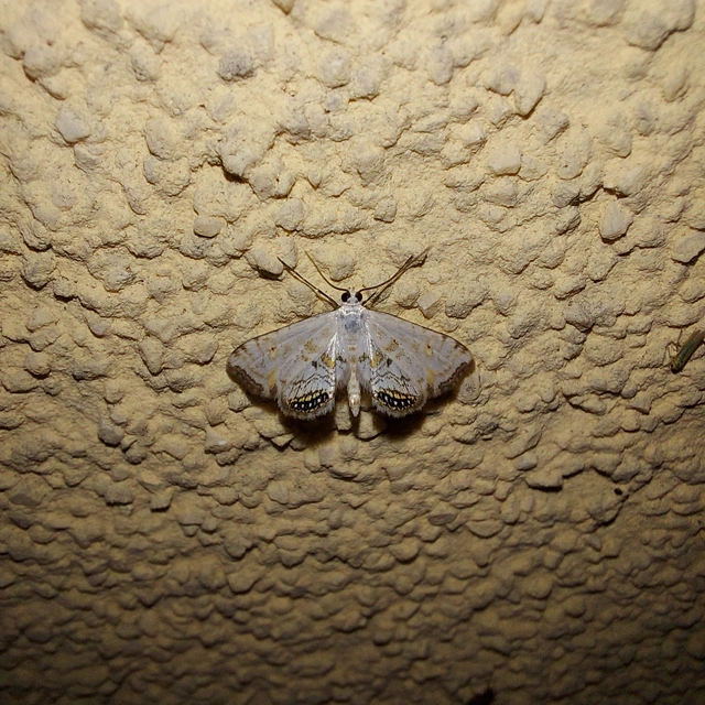 Cataclysta lemnata - békalencsemoly